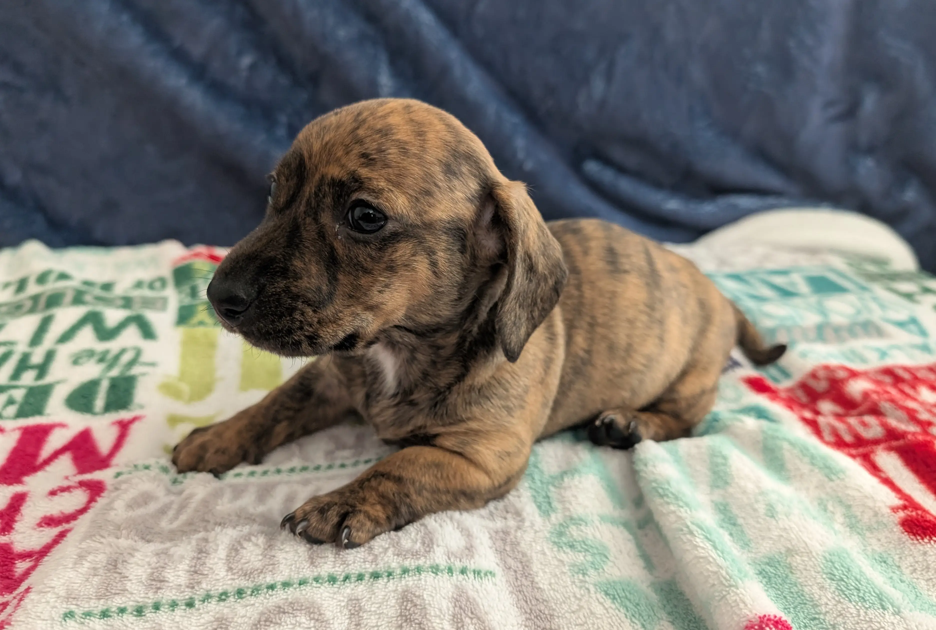 Litter 1: Brindle Girl update 1-22-2025