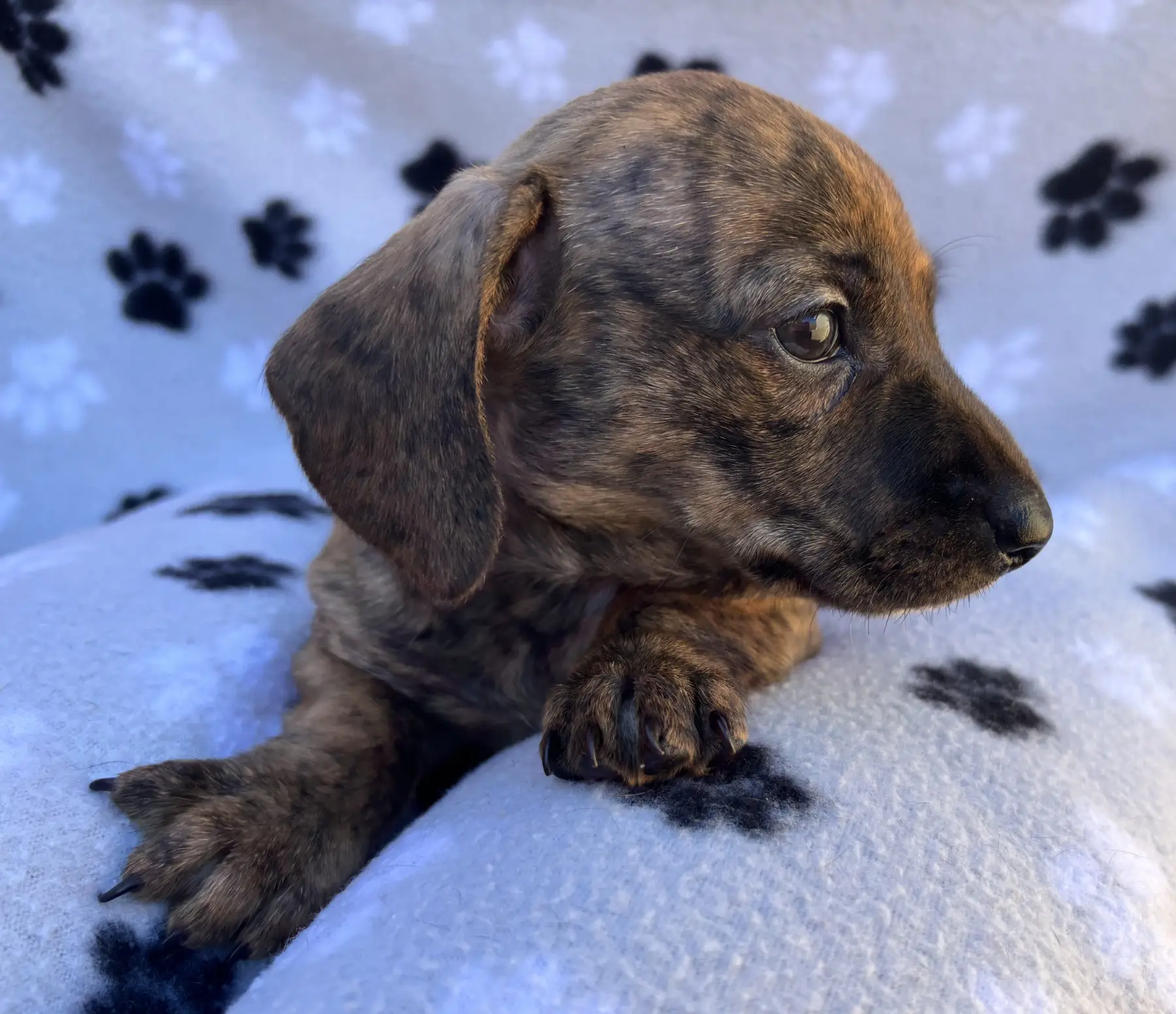 Litter 1: Brindle Girl update 2-1-2025