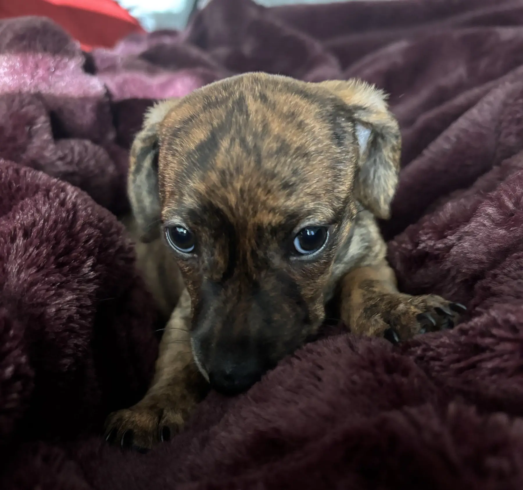 Litter 1: Brindle Girl update 2-1-2025