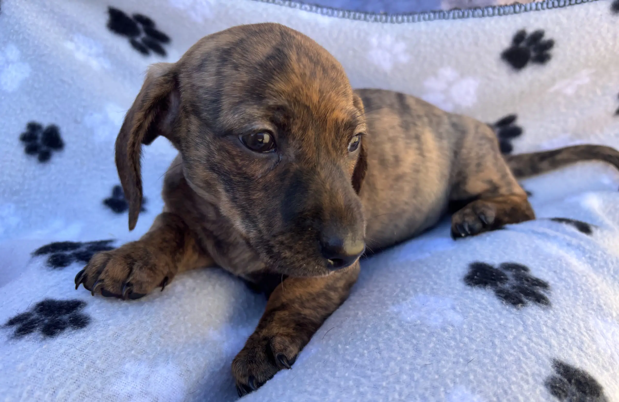 Litter 1: Brindle Girl update 2-1-2025