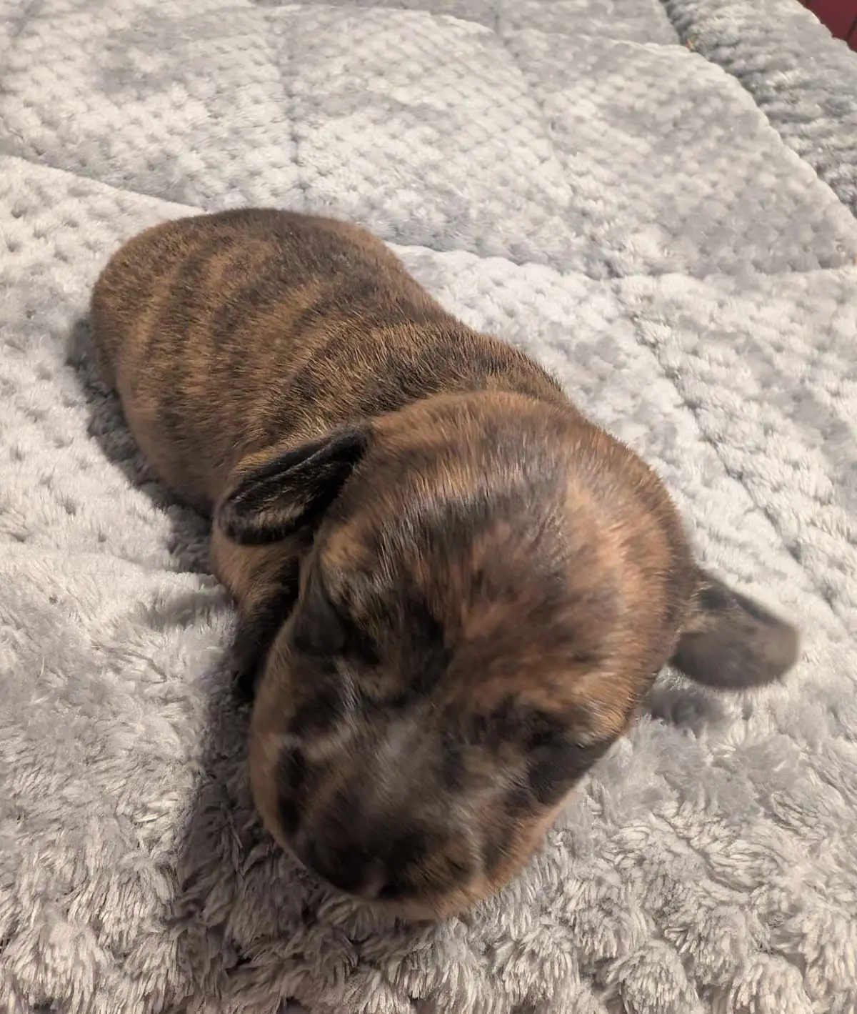 Litter 1: Brindle Girl