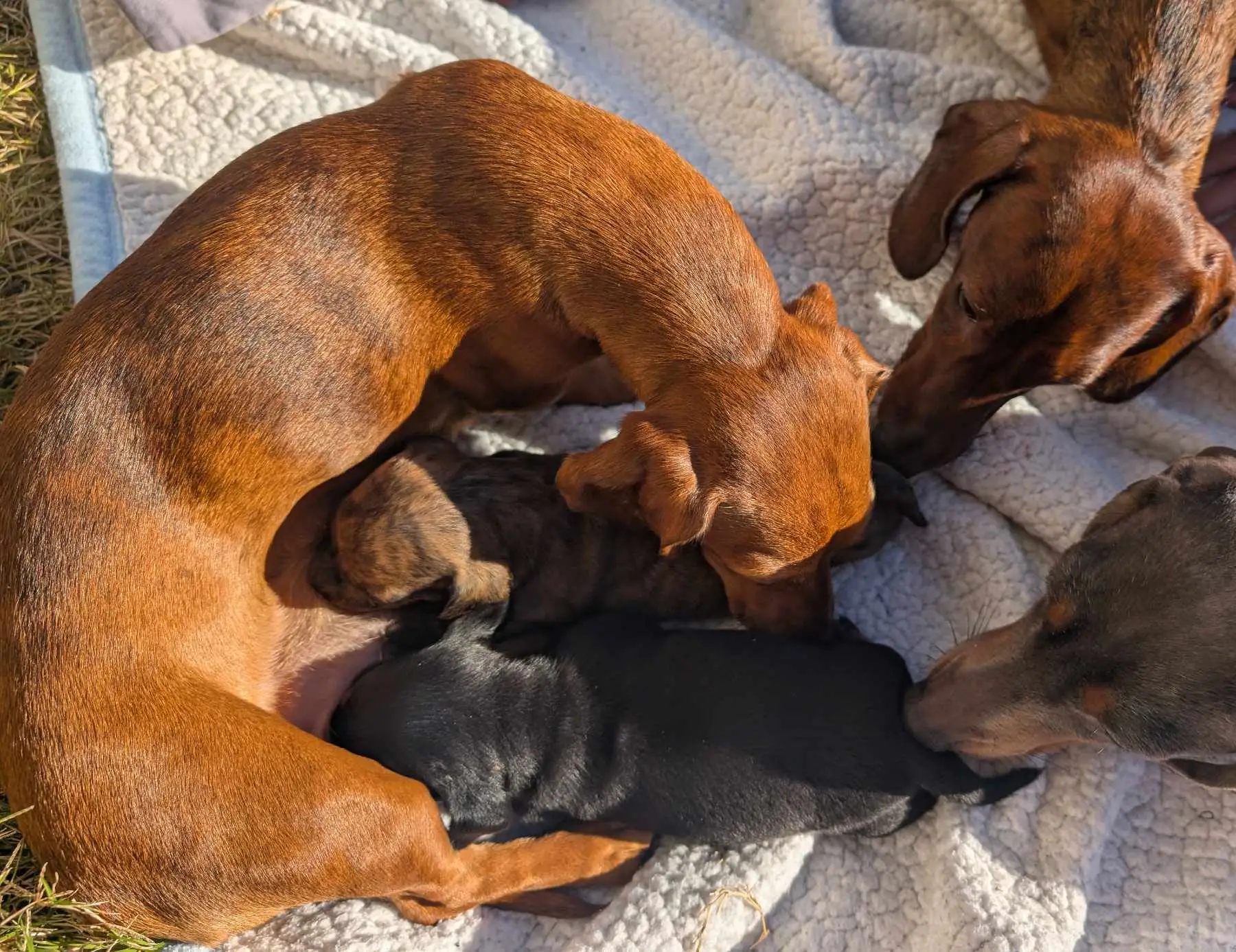 Litter 1: The entire gang getting some sun